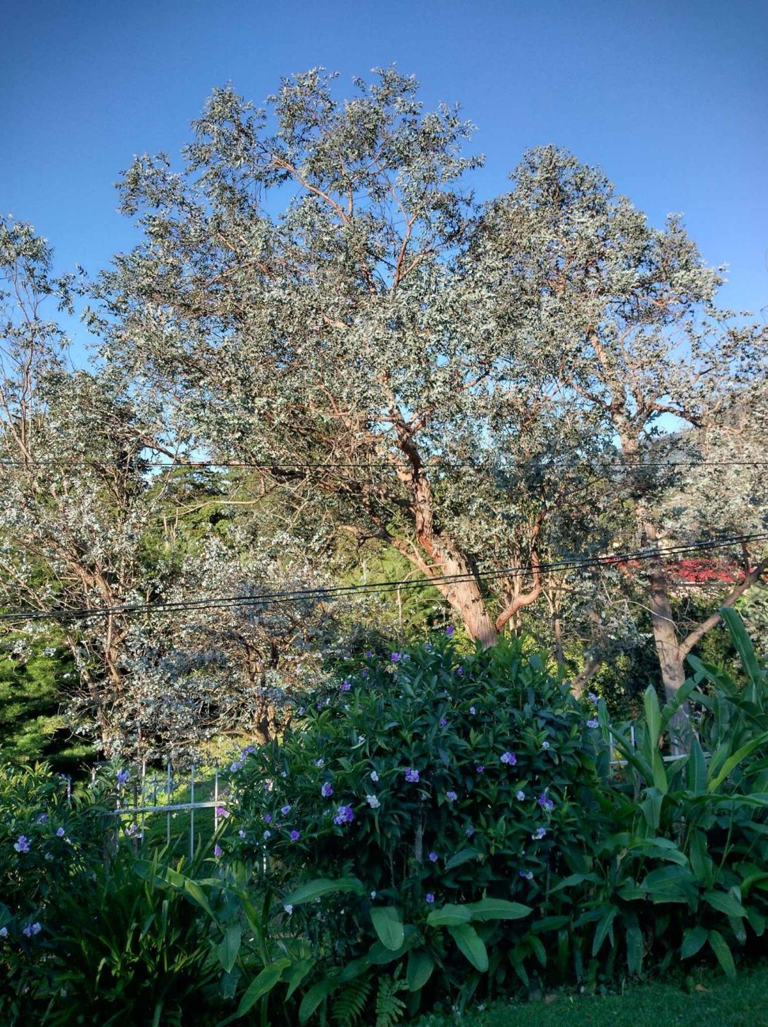 Agartha Mountain Retreat Pansiyon Boquete Dış mekan fotoğraf